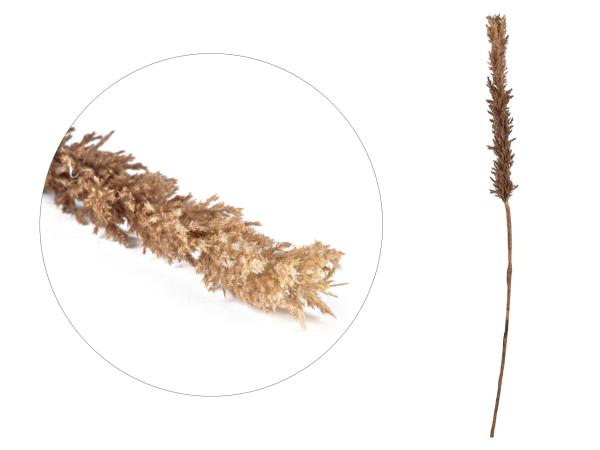 BITZ Villa Collection Kvist Grasses dark Decor 100 cm Nature